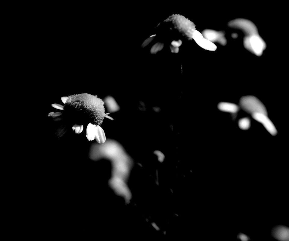 Стремный лепестун обои