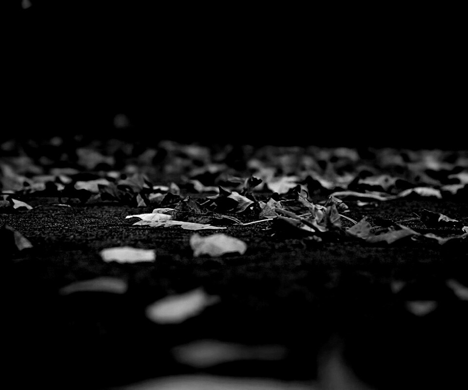 Дорога в листьях  обои