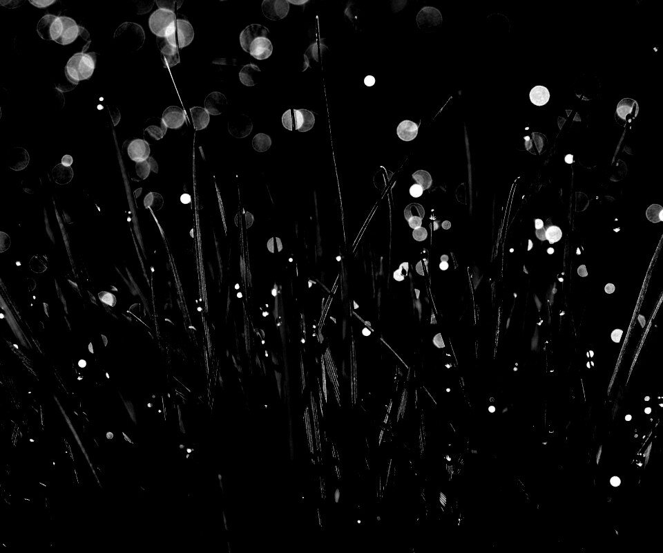 Трава ночью обои