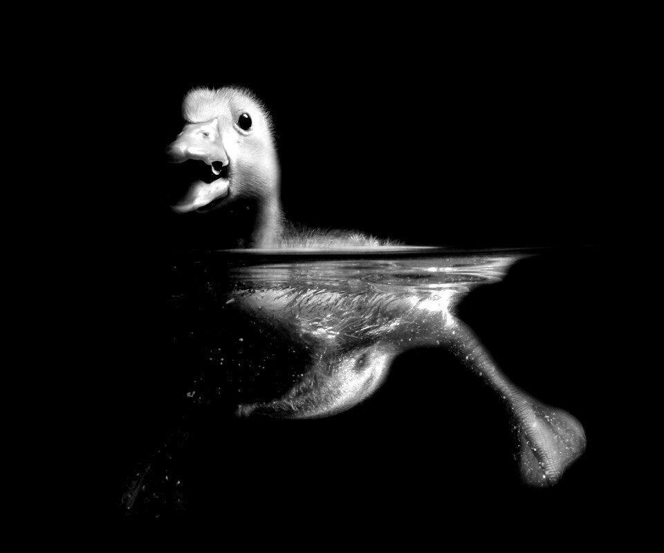 Утёнок в воде обои
