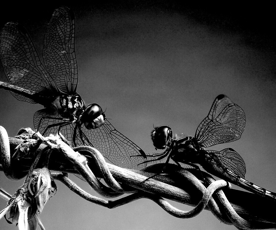 Две стрекозы обои