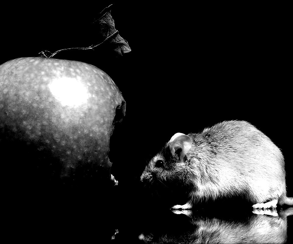 Мышь надкусила яблоко обои