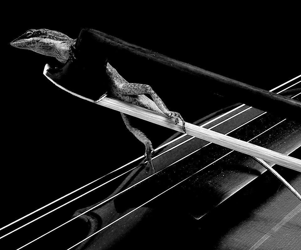 Ящерка на виолончели обои