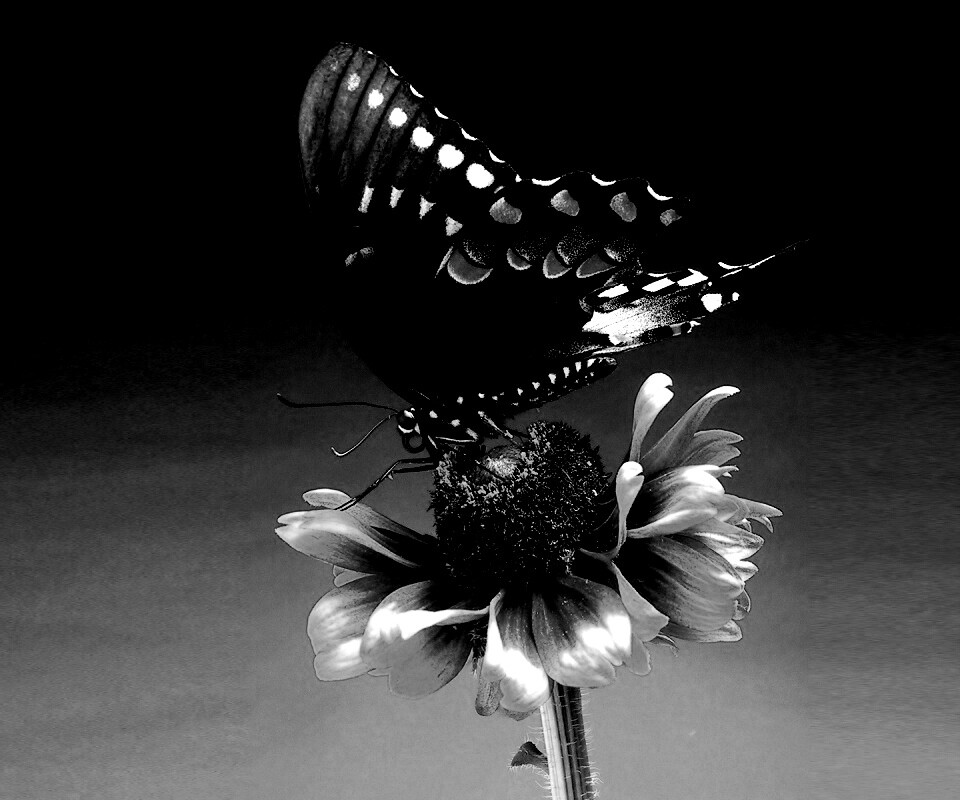 Бабочка на цветке обои