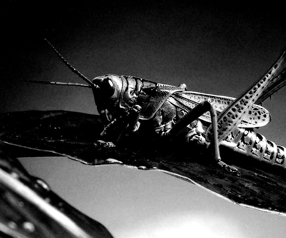 Сверчек на листе обои