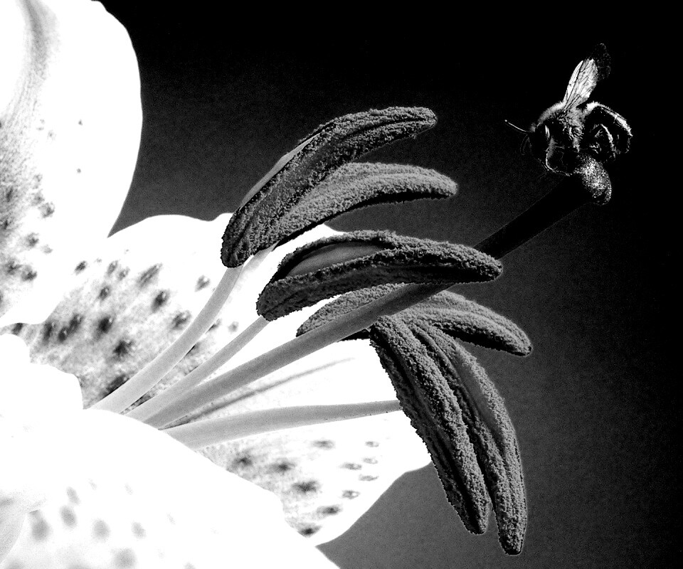 Трудолюбивая пчела на прекрасном цветке обои