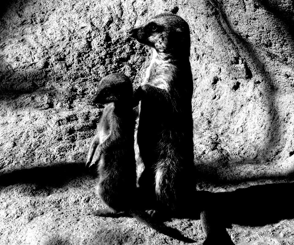 Сурикаты на страже отчизны обои