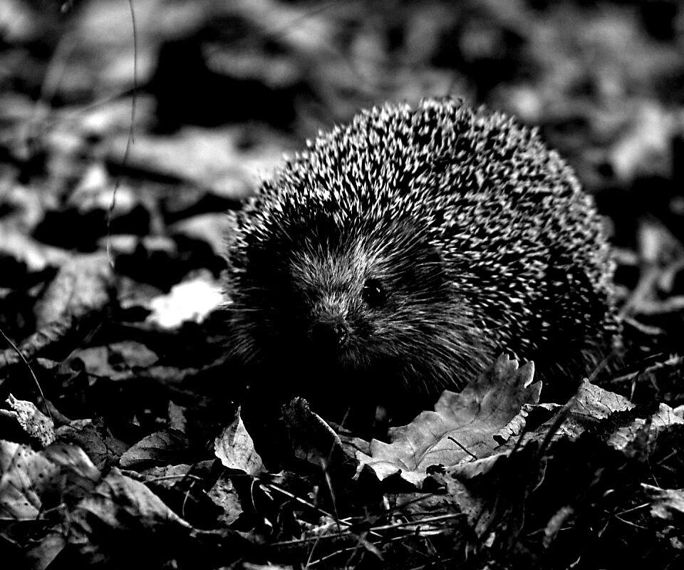 Ежик в осенней листве обои