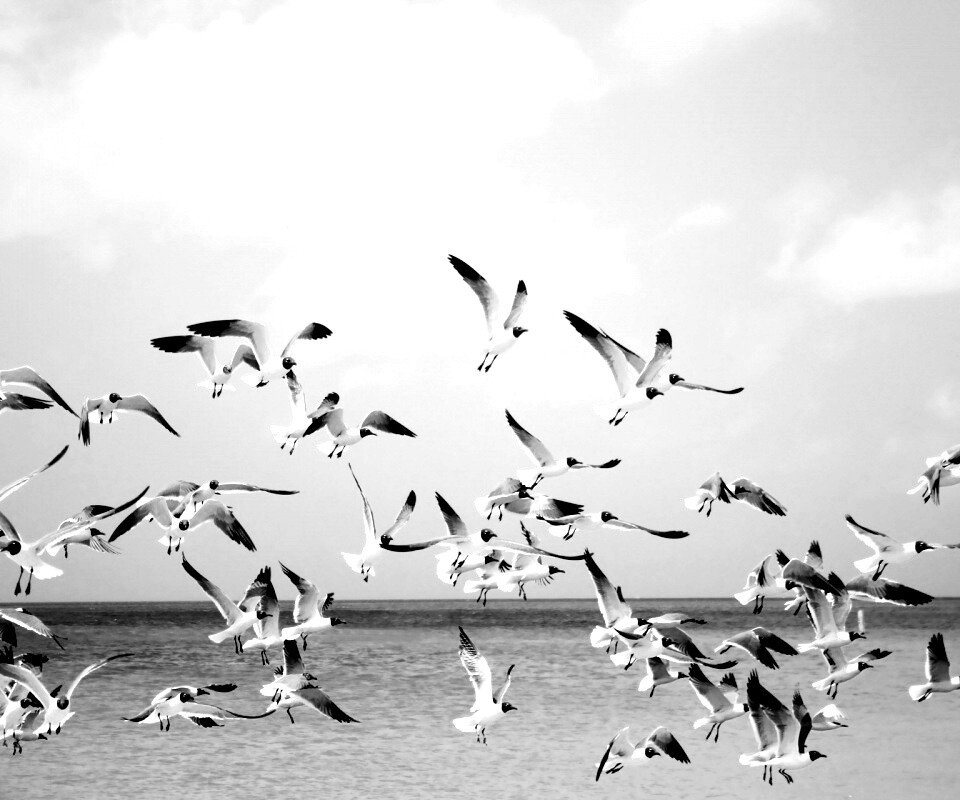 Стая взлетающих чаек обои