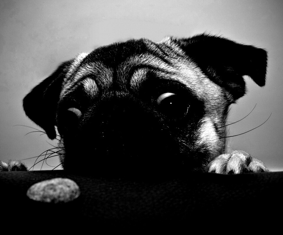 Собака нашла печеньку обои