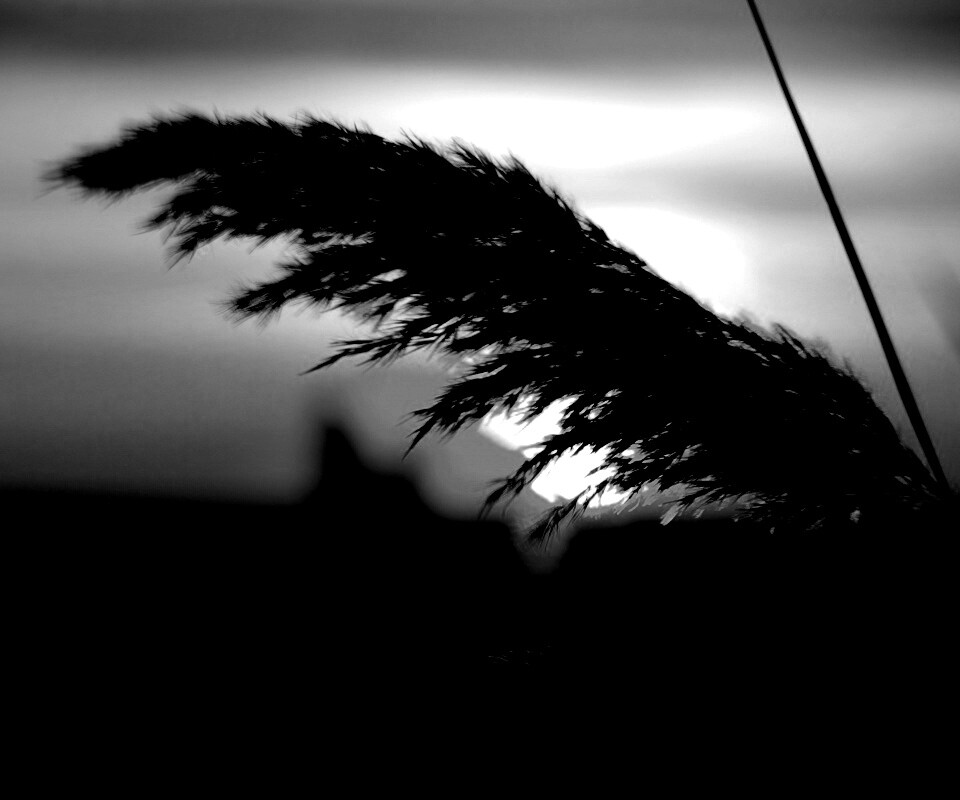 Камыш на закате обои