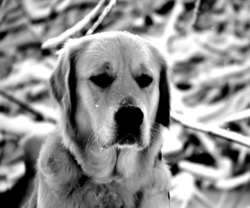 Собака зимой обои