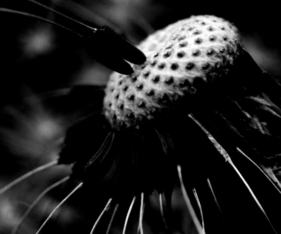 Лысеющий одуванчик обои