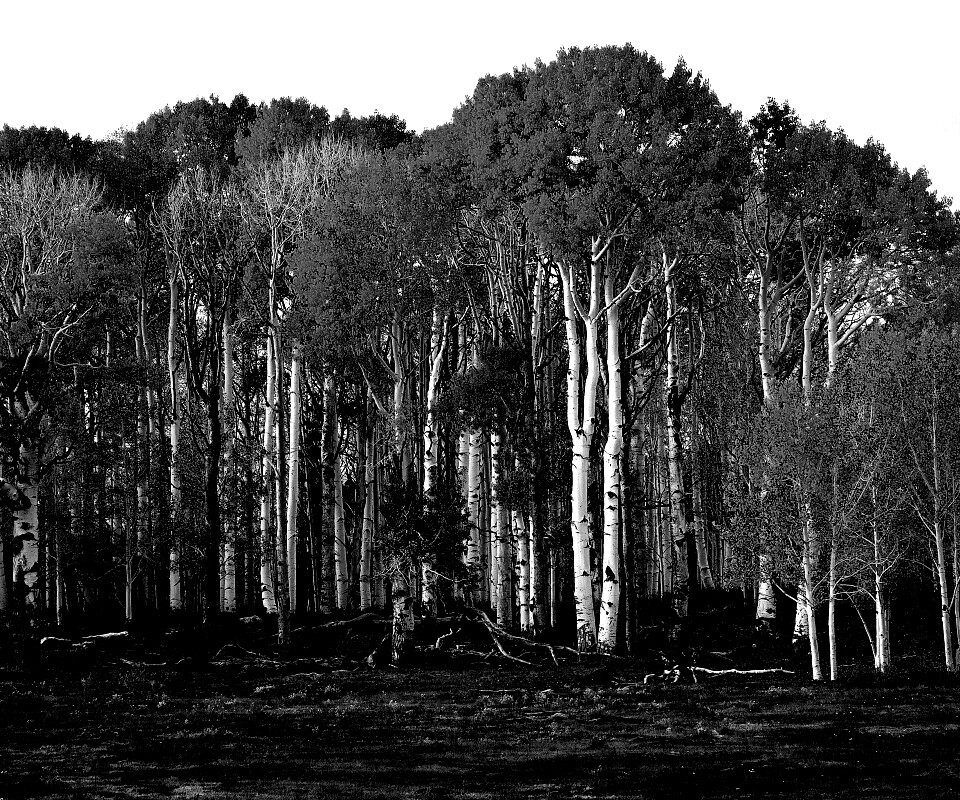 Пожелтевшая березовая роща обои