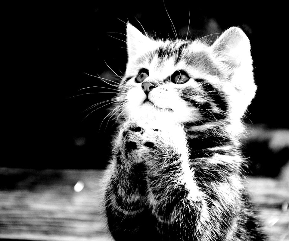 Непередаваемо прелестный котенок сложил лапки обои