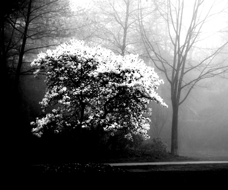 Цветущее дерево обои