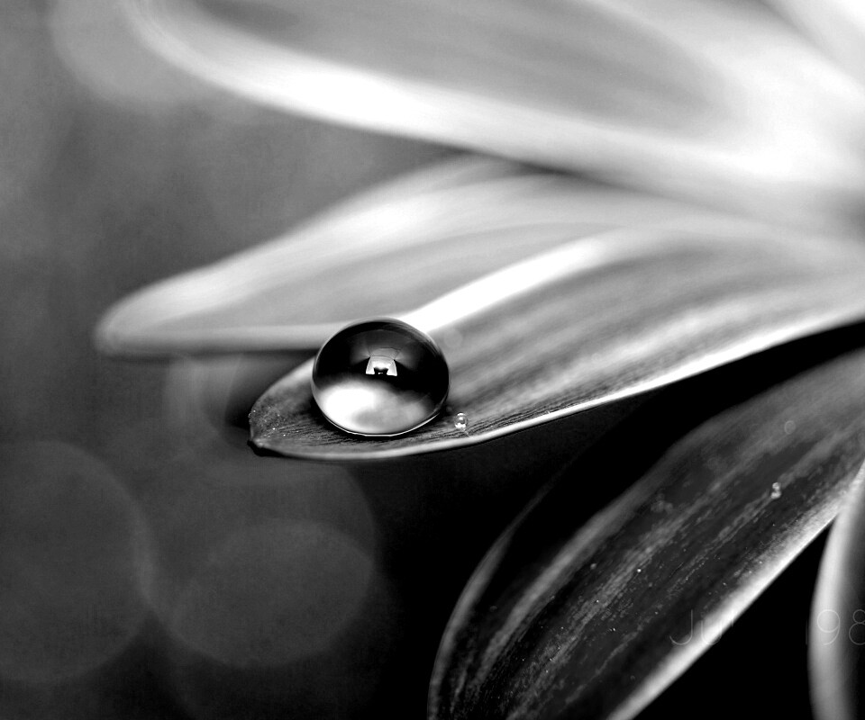 Капля на лепестке обои