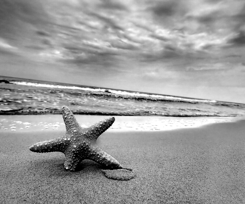 Морская звезда в песке обои