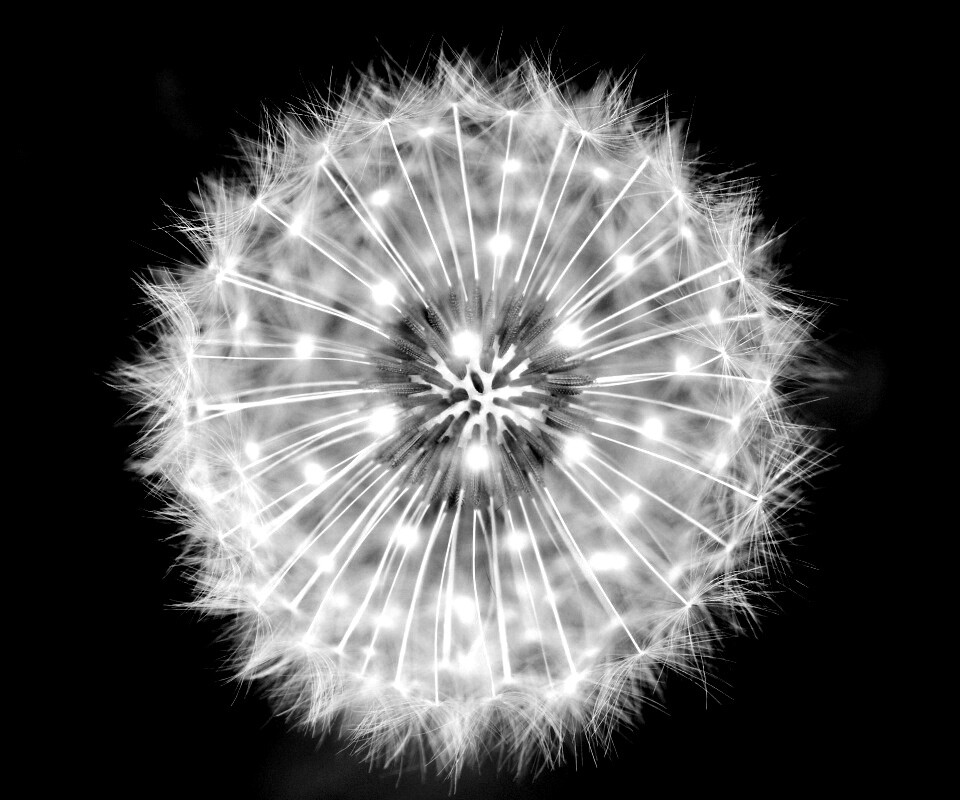 Макро фотография одуванчика обои