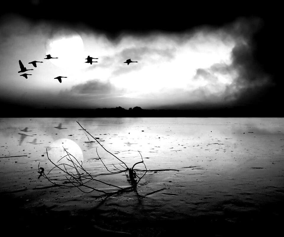 Полет птиц над озером обои
