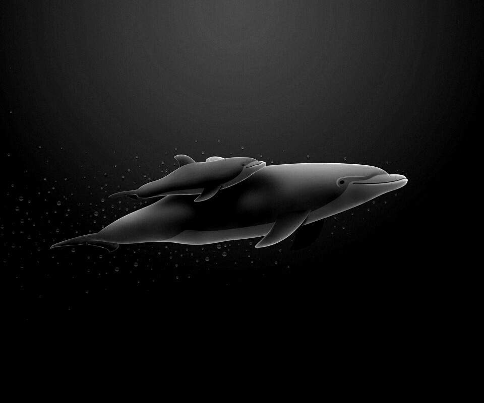Дельфин и дельфиненок обои