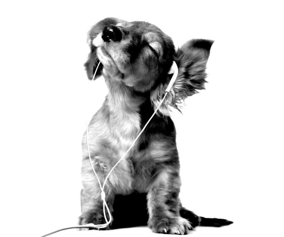 Щенок в наушниках обои