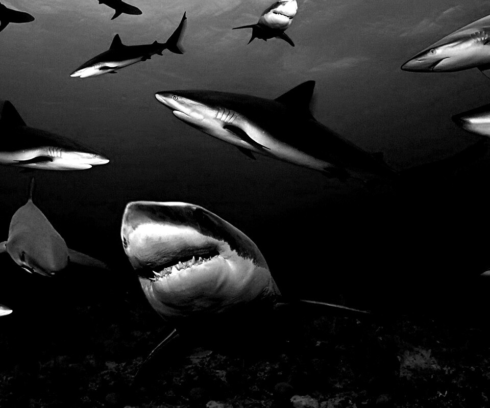 Стая акул обои