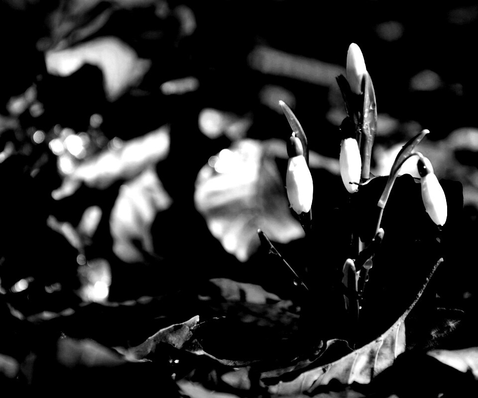 Первые весенние цветы обои