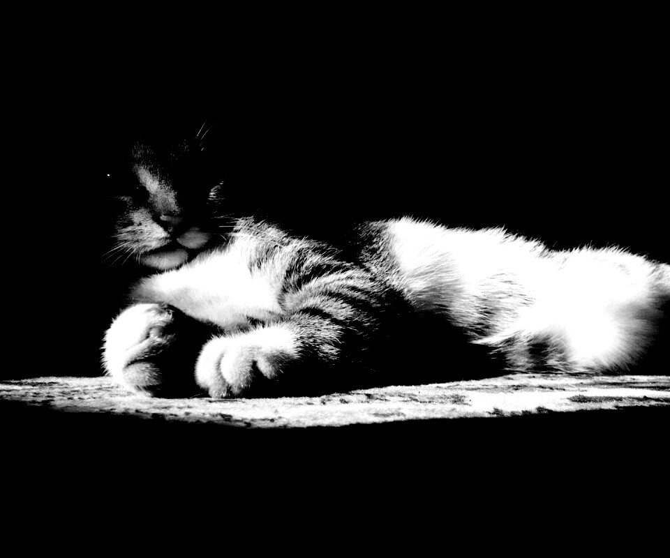 Котик в тени обои