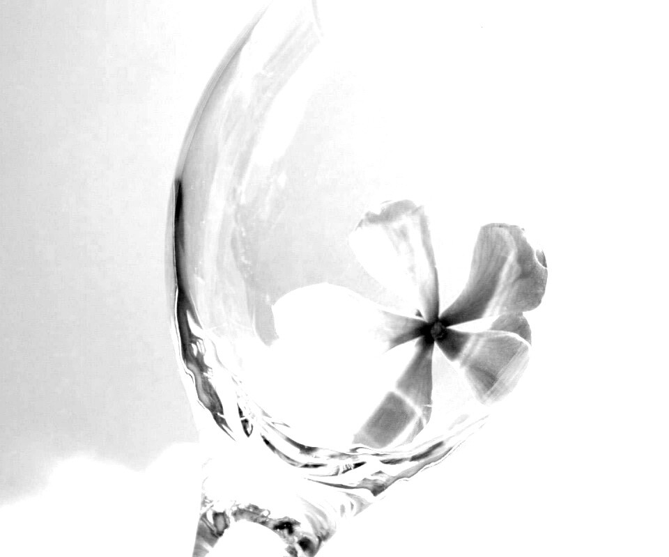 Нежный цветок в бокале на фоне голубого неба обои