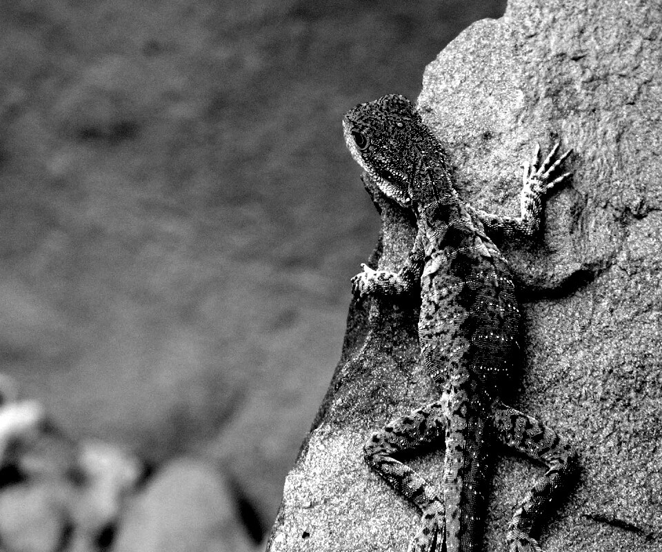 Ящерица на камне обои