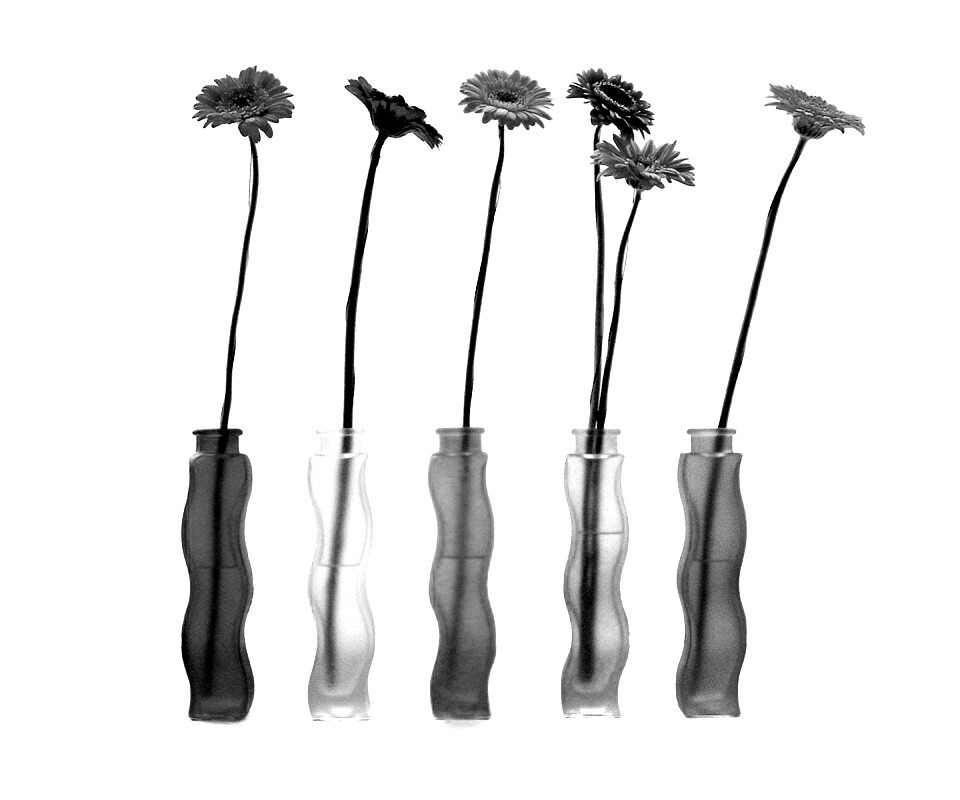 Герберы в изогнутых вазах обои