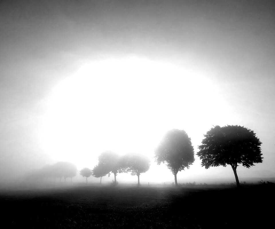 Деревья в поле обои