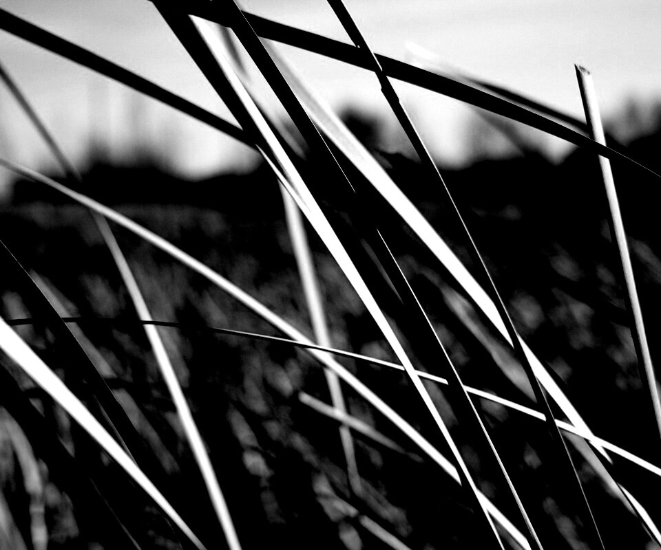 Желтая трава обои