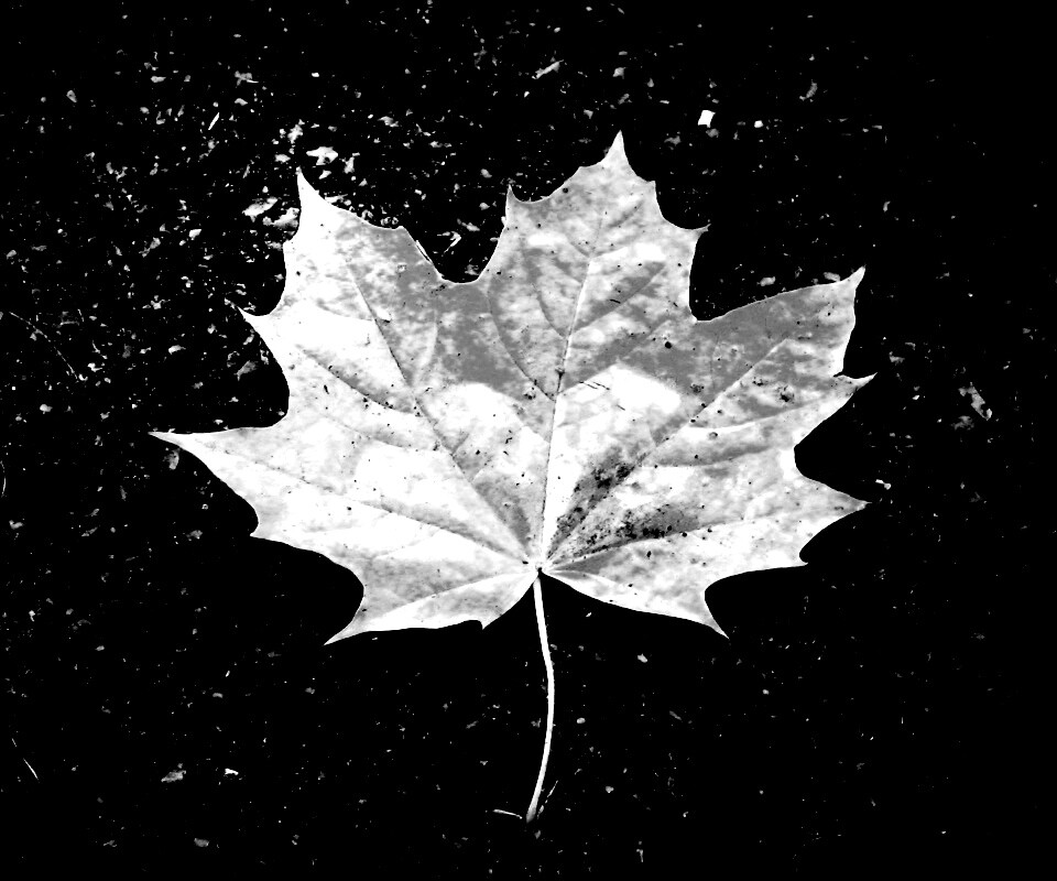 Желтый лист обои