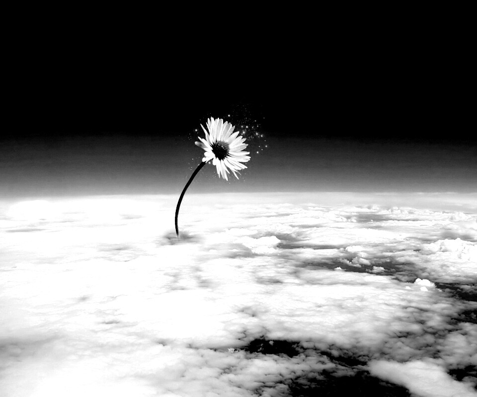 Ромашка в стратосфере обои