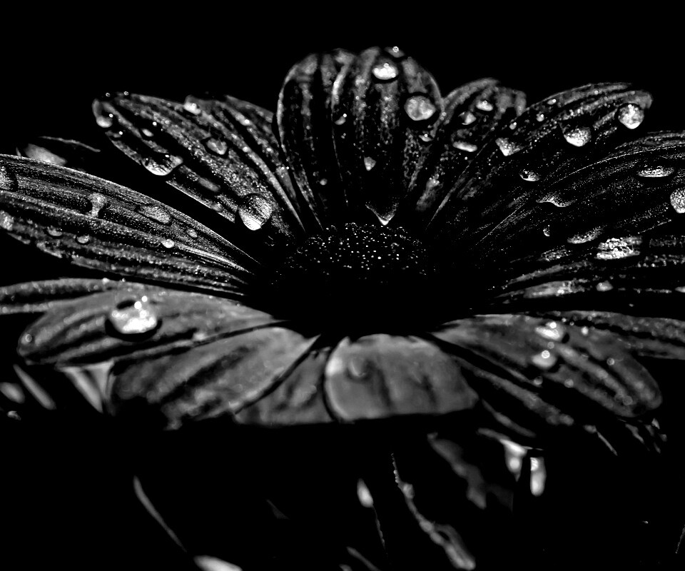 Мокрый от росы фиолетовый цветок обои