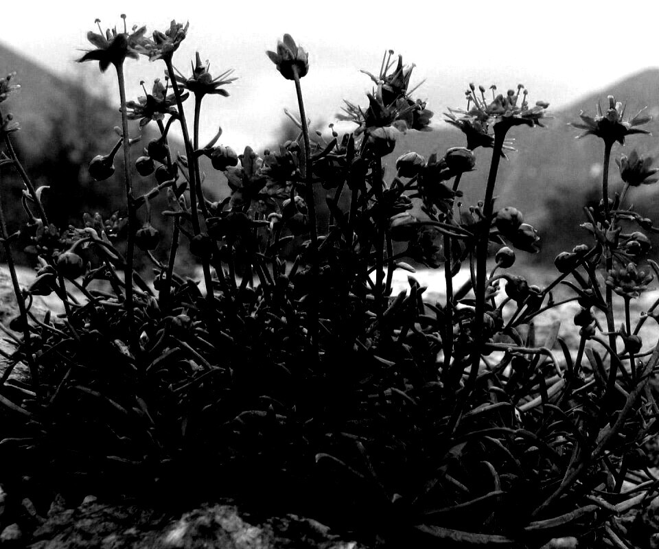 Горные цветы обои