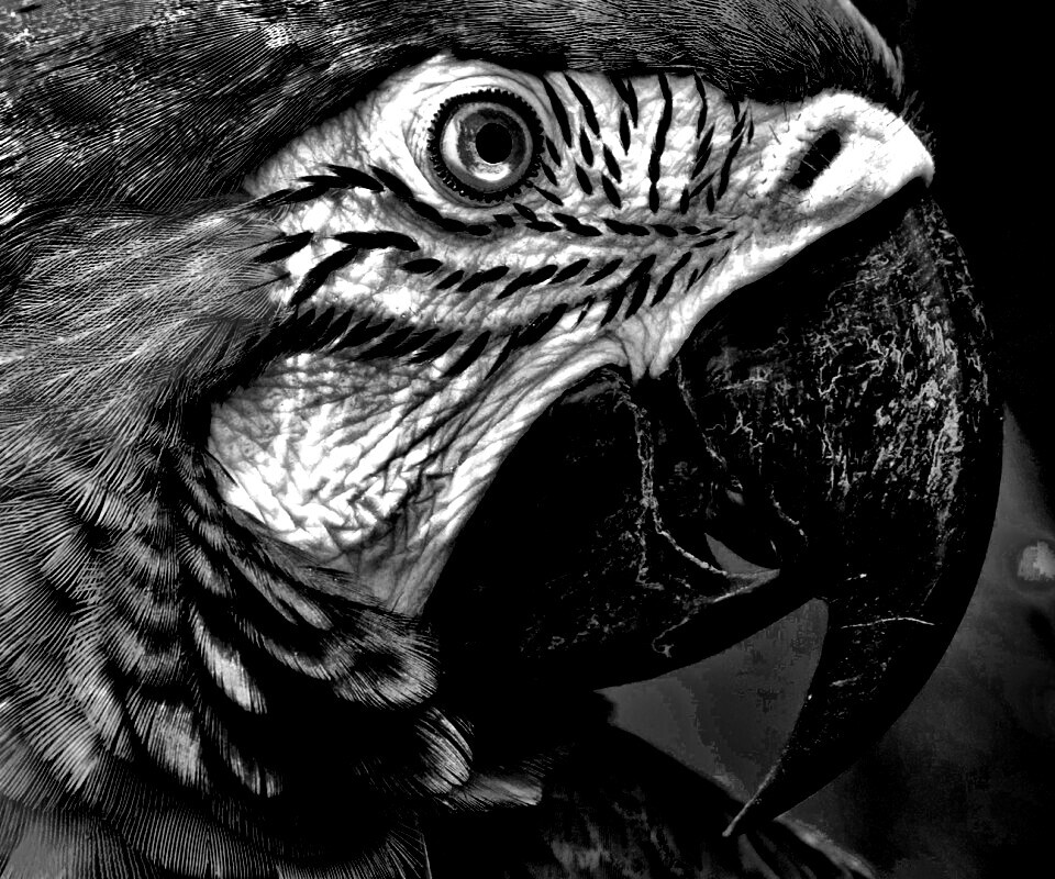 Попугай обои