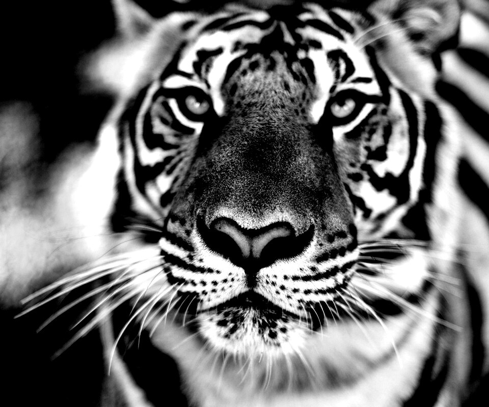 Красавец тигр обои