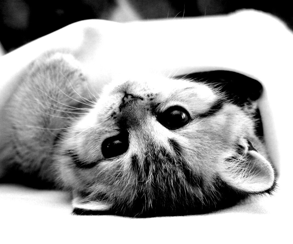 Котёнок вверх ногами обои