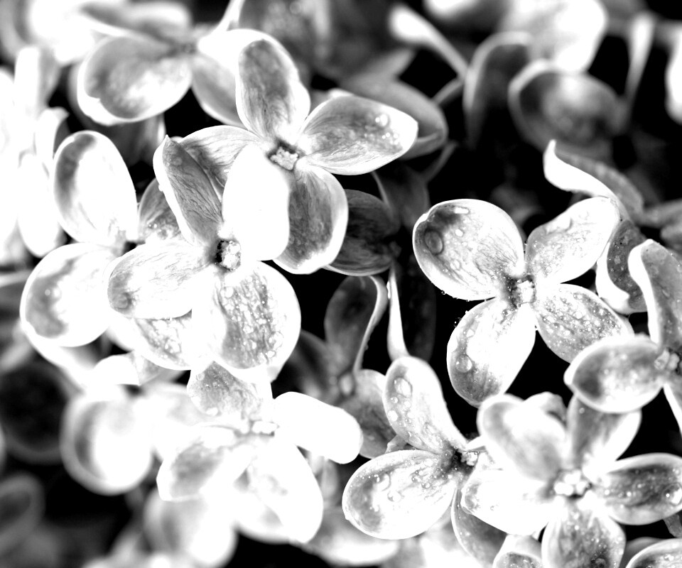 Цветы сирени обои