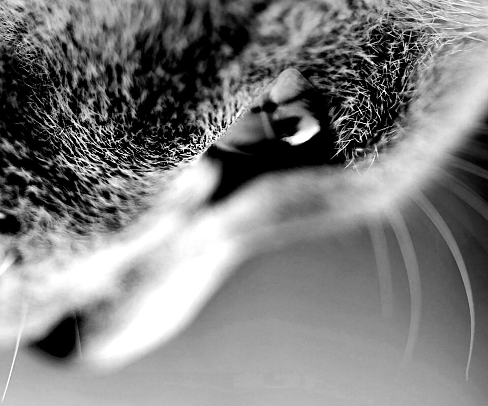 Макро фото мордашки кота обои