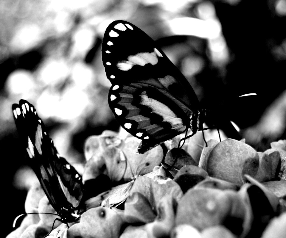 Две бабочки обои
