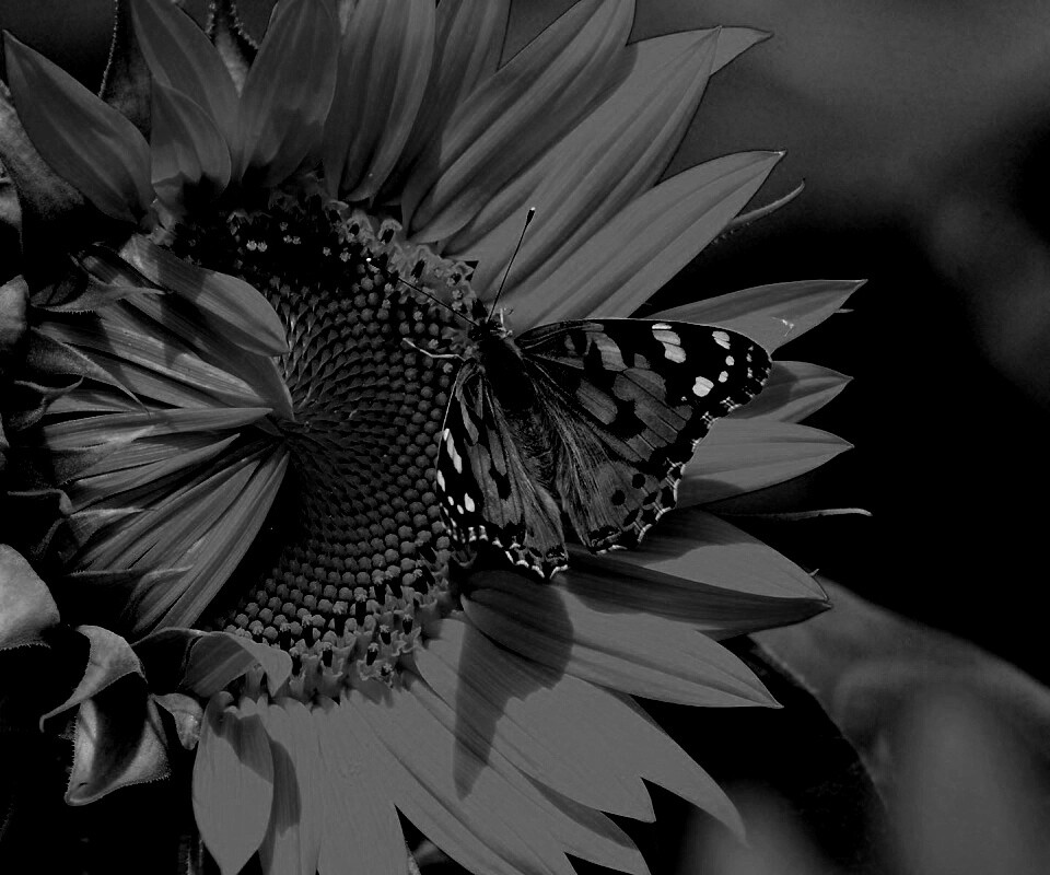Бабочка на подсолнухе обои