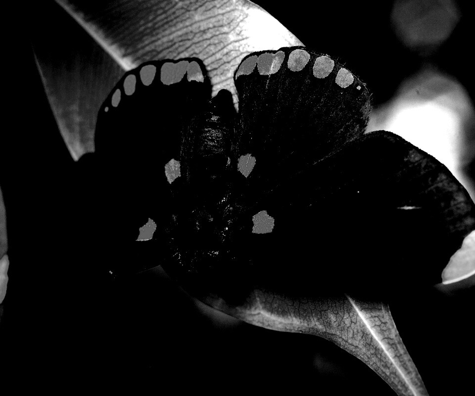 Бабочка на листе обои