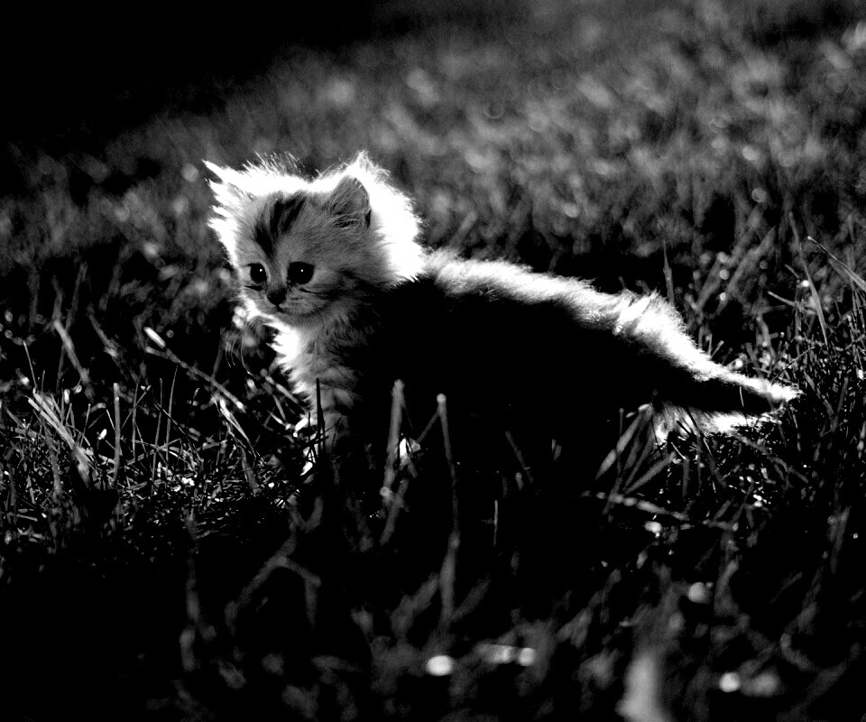 Котёнок в траве обои