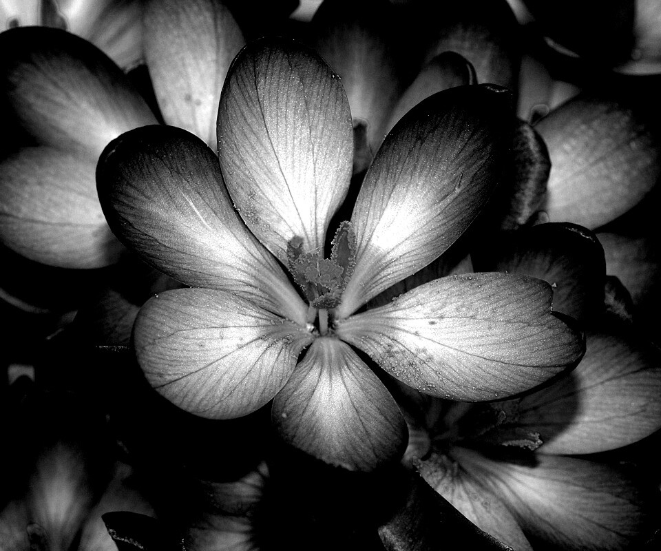 Сиреневый цветок обои