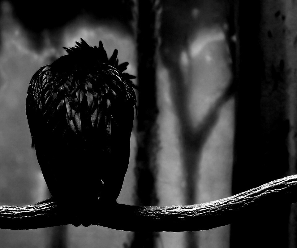 Птица спит на ветке обои