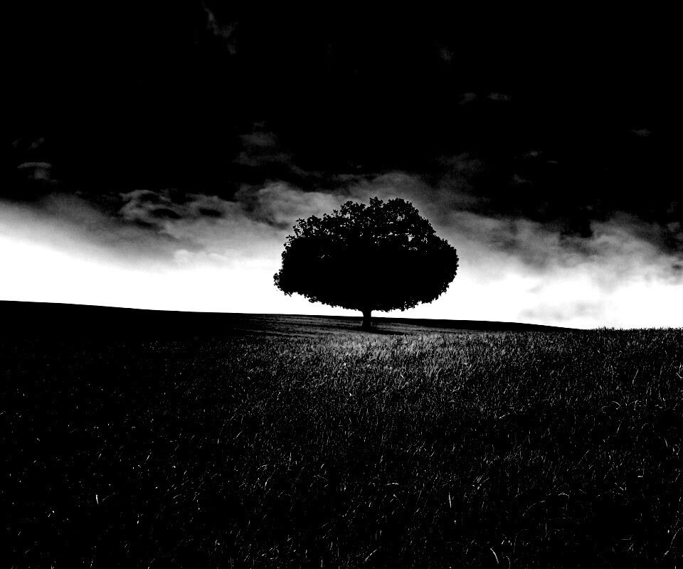 Одинокое дерево под грозовым небом обои